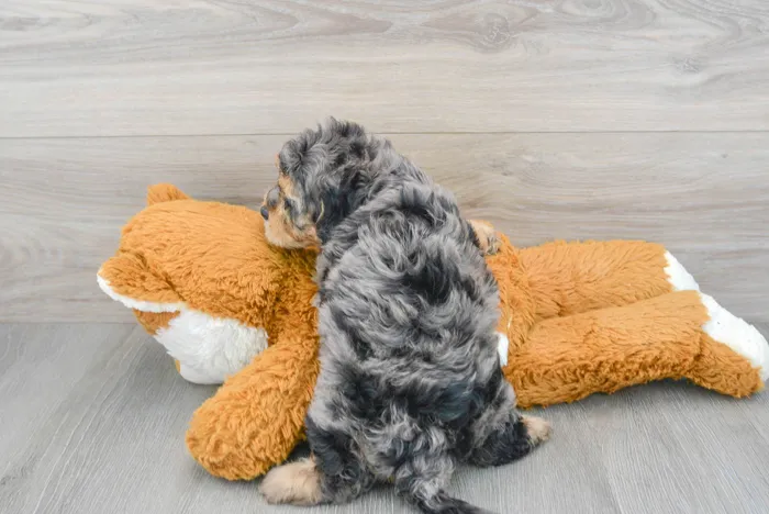 Female Cavapoo puppy for sale at Pinogy Store.