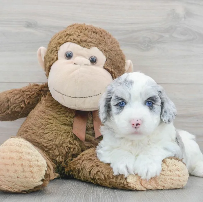 Male Mini Aussiedoodle puppy named Brian for sale at Pinogy Store.