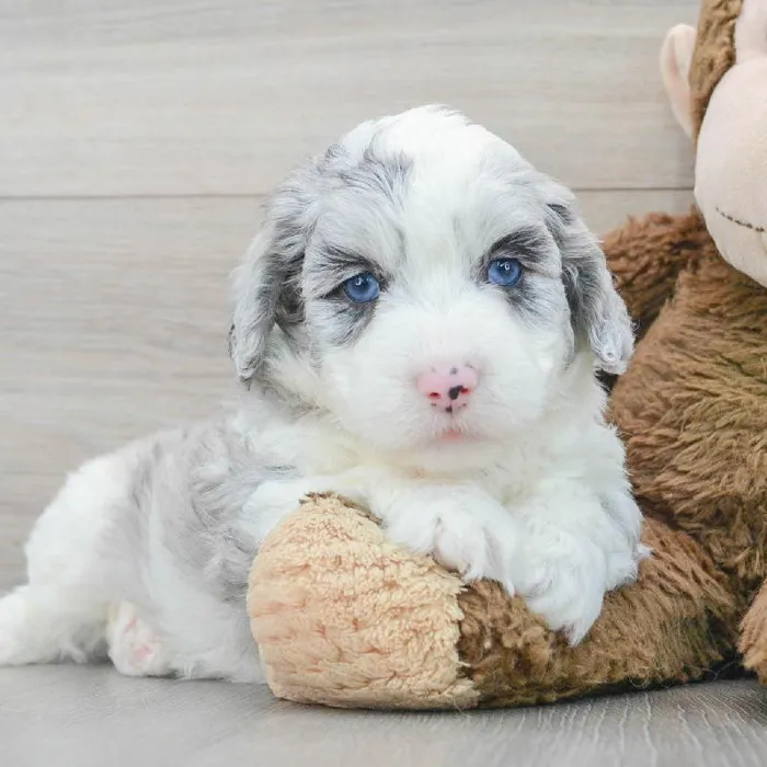 Male Mini Aussiedoodle puppy named Brian for sale at Pinogy Store.
