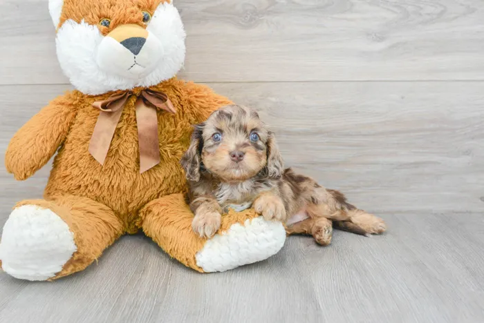 Female Cavapoo puppy for sale at Pinogy Store.