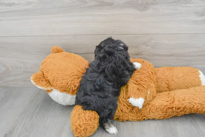 Female Mini Aussiedoodle puppy for sale at Pinogy Store.