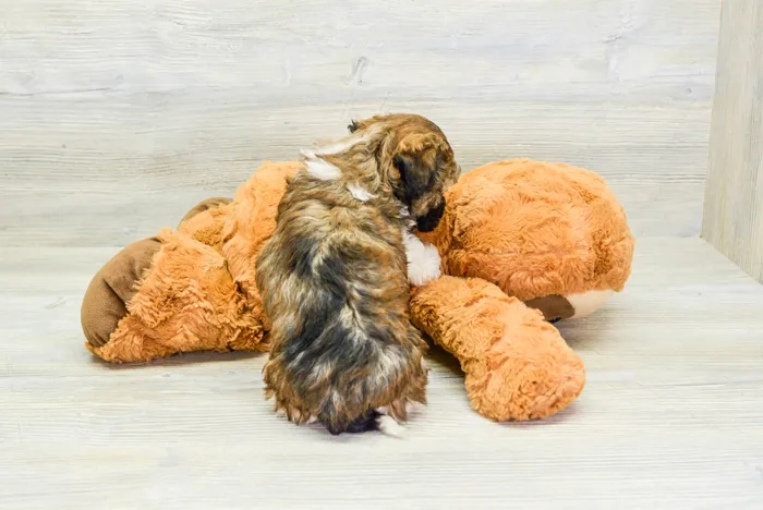 Male Havanese puppy for sale at Pinogy Store.