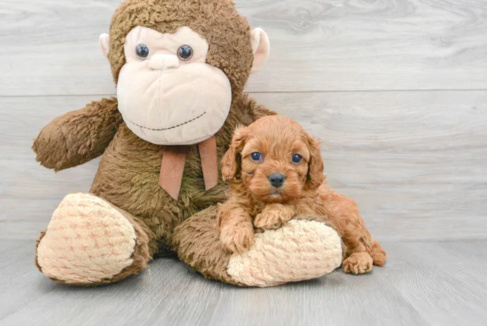 Female Cavapoo puppy for sale at Pinogy Store.