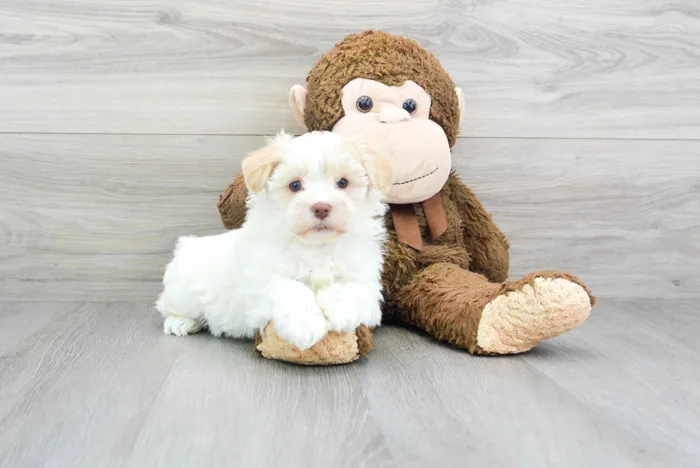 Male Havanese puppy for sale at Pinogy Store.