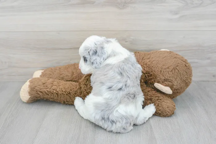 Male Mini Aussiedoodle puppy named Brian for sale at Pinogy Store.