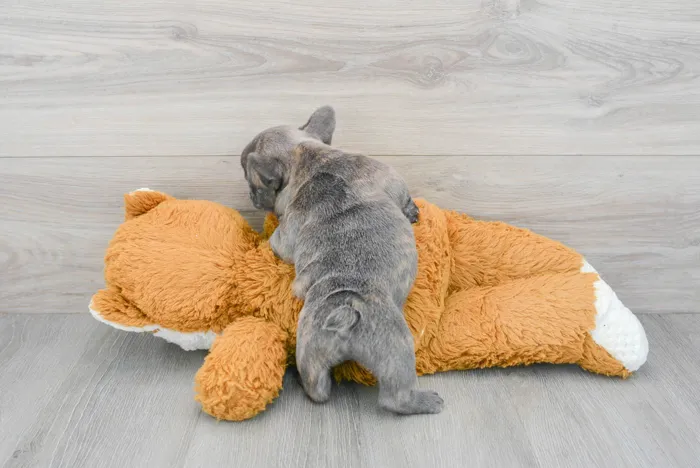 Male French Bulldog puppy for sale at Pinogy Store.