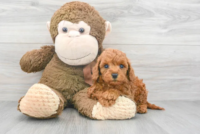 Female Mini Goldendoodle puppy for sale at Pinogy Store.