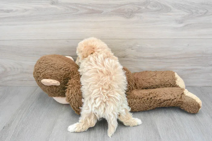 Male Maltipoo puppy for sale at Pinogy Store.