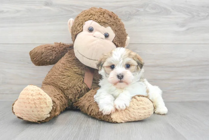 Female Havanese puppy for sale at Pinogy Store.