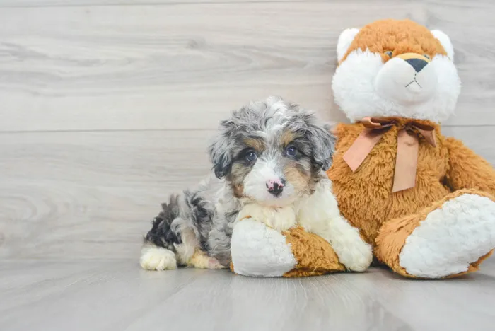 Male Mini Aussiedoodle puppy for sale at Pinogy Store.