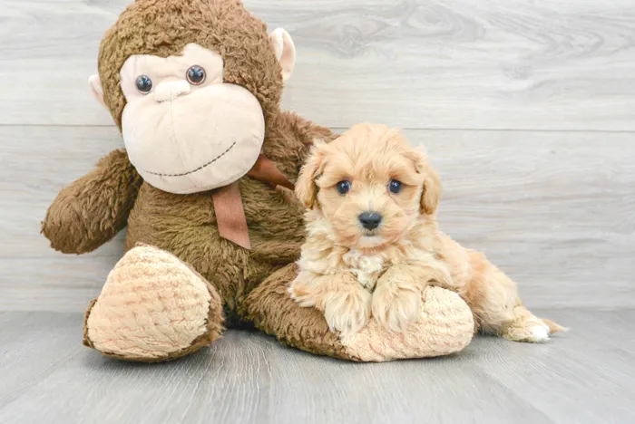 Male Maltipoo puppy for sale at Pinogy Store.
