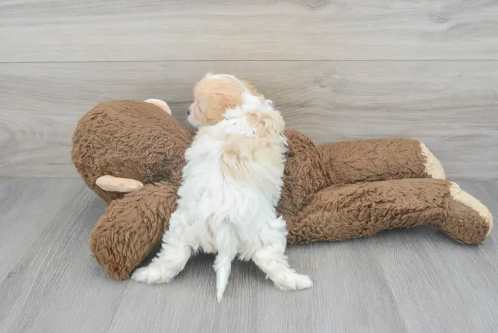 Female Cavachon puppy for sale at Pinogy Store.