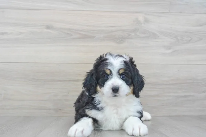 Female Mini Bernedoodle puppy named Cynthia for sale at Pinogy Store.