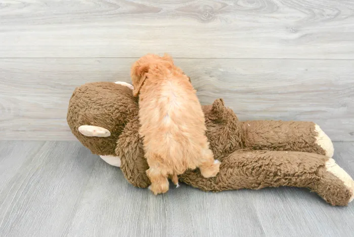 Female Cavapoo puppy for sale at Pinogy Store.