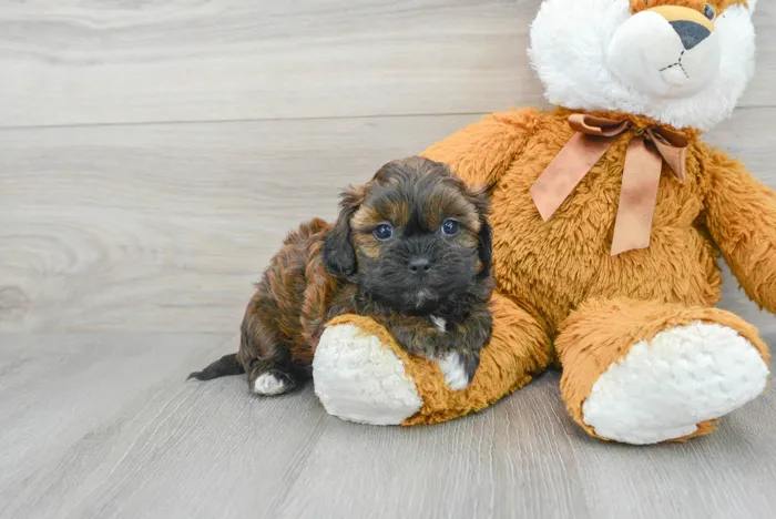 Male Hybrid puppy for sale at Pinogy Store.