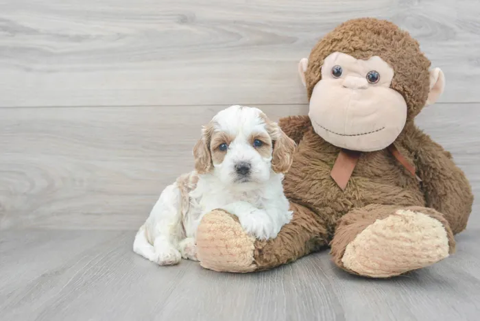 Male Cavapoo puppy for sale at Pinogy Store.