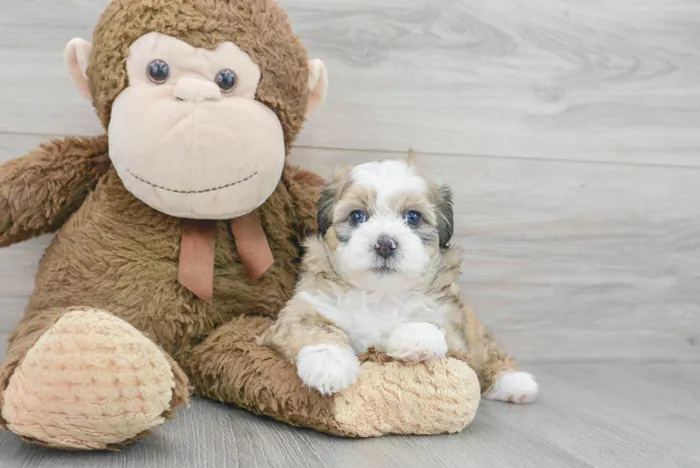Female Teddy Bear puppy for sale at Pinogy Store.