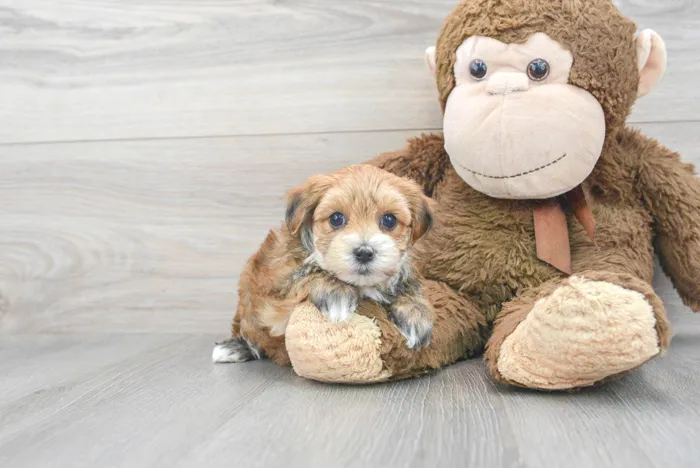 Male Morkie puppy for sale at Pinogy Store.