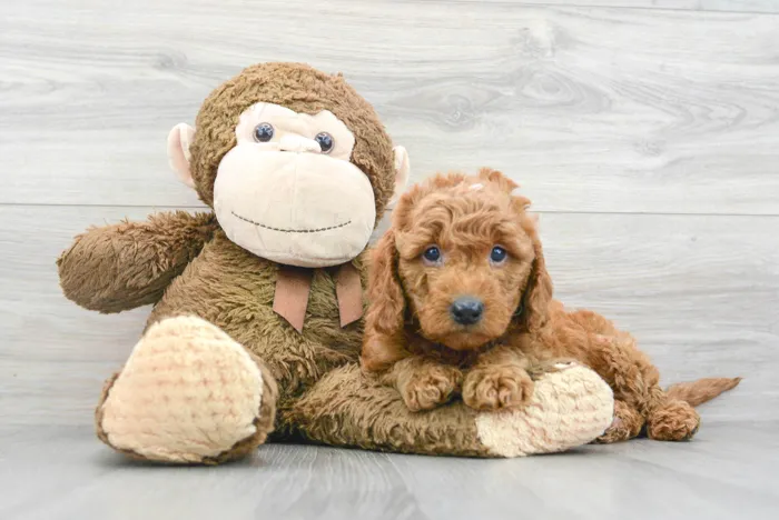 Male Mini Goldendoodle puppy for sale at Pinogy Store.