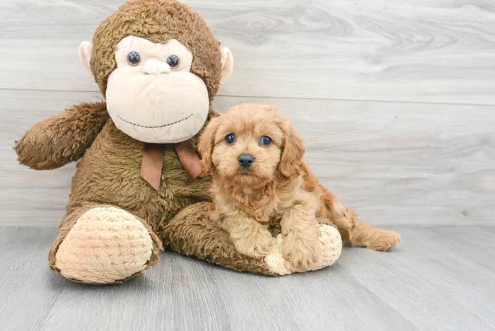 Female Cavapoo puppy named Crystal for sale at Pinogy Store.