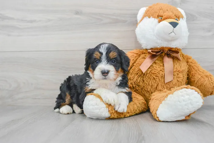 Female Mini Bernedoodle puppy for sale at Pinogy Store.