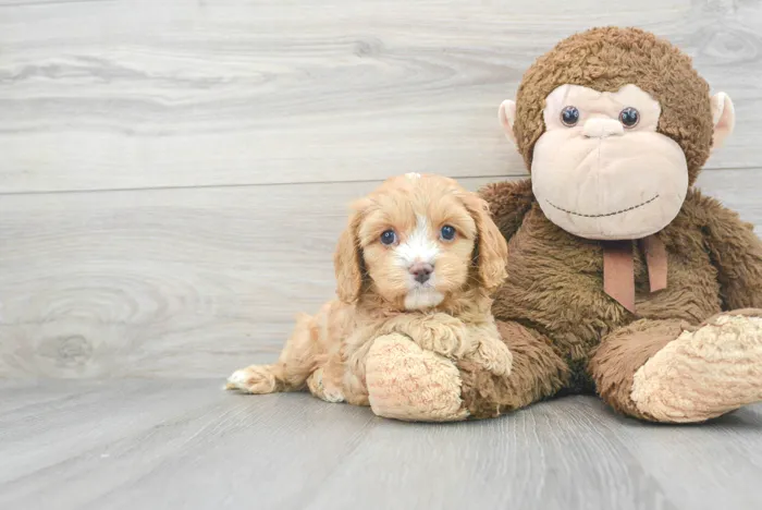 Female Cavapoo puppy for sale at Pinogy Store.