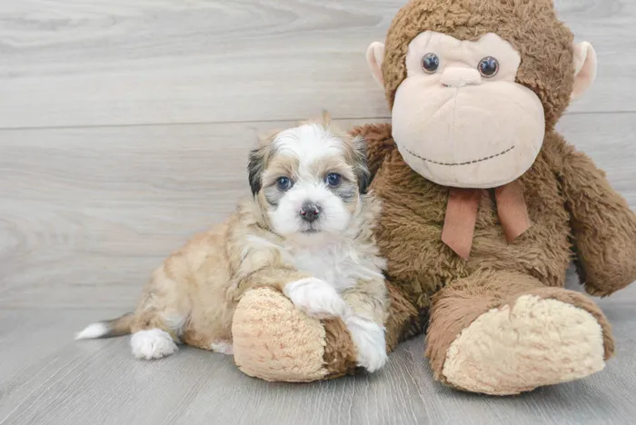 Female Teddy Bear puppy for sale at Pinogy Store.