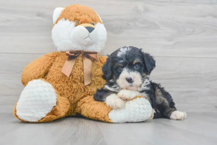 Female Mini Bernedoodle puppy for sale at Pinogy Store.