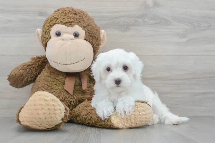 Female Havapoo puppy for sale at Pinogy Store.