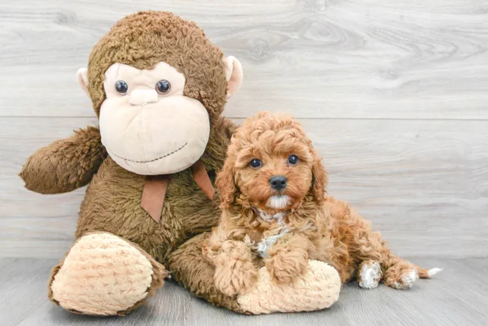 Female Cavapoo puppy for sale at Pinogy Store.