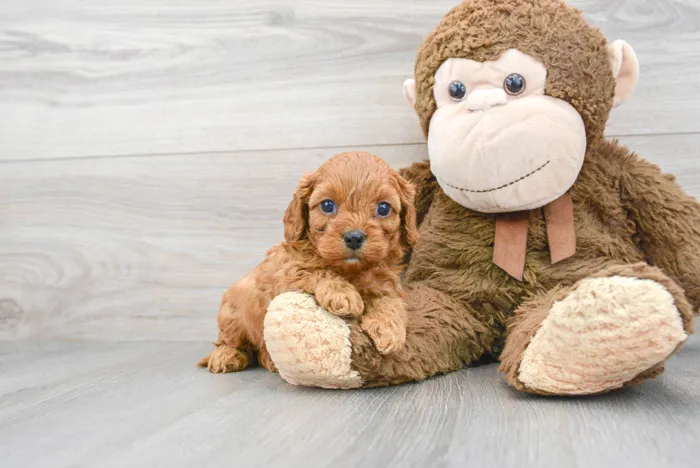 Female Cavapoo puppy for sale at Pinogy Store.