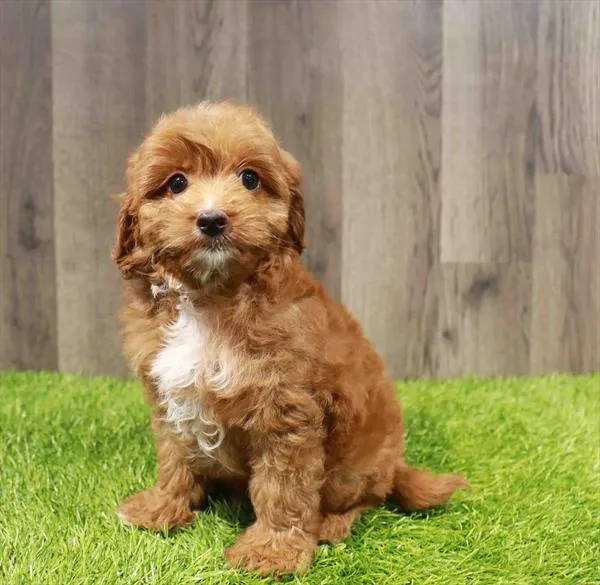 Male Cavapoo puppy named Rusty Fireball for sale at Pinogy Store.