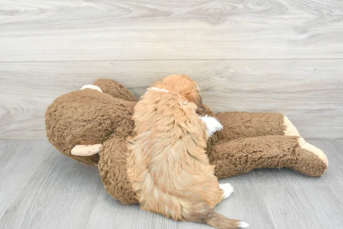 Male Havanese puppy for sale at Pinogy Store.