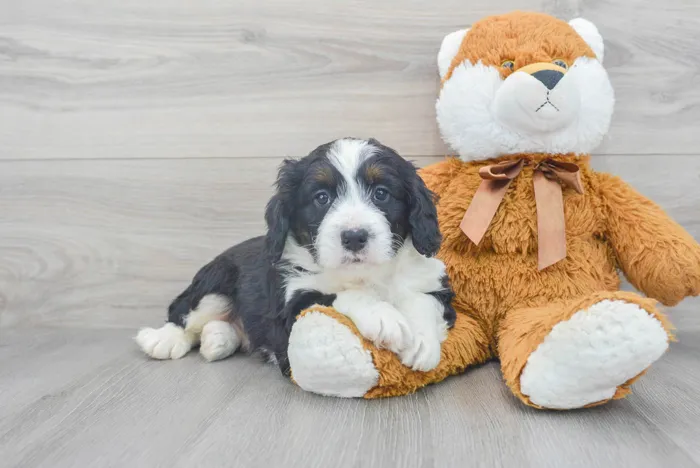 Male Mini Bernedoodle puppy for sale at Pinogy Store.