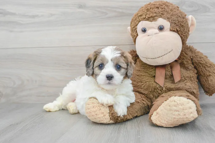 Female Cavapoo puppy for sale at Pinogy Store.