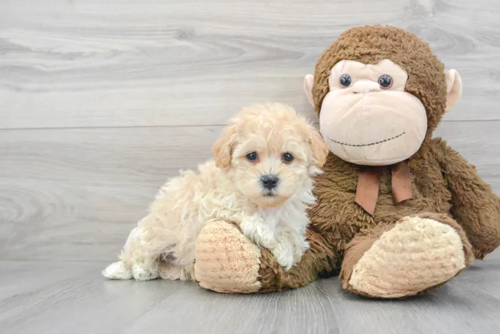 Male Maltipoo puppy for sale at Pinogy Store.