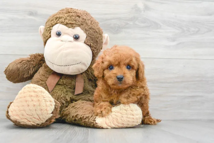 Male Cavapoo puppy for sale at Pinogy Store.