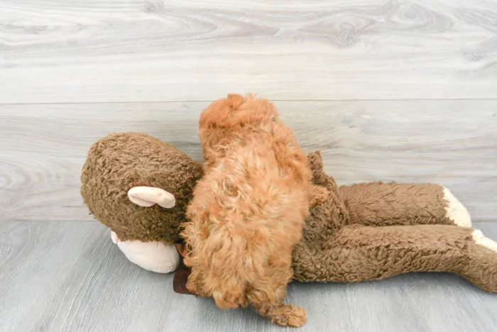 Male Cavapoo puppy for sale at Pinogy Store.