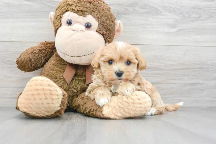 Female Maltipoo puppy for sale at Pinogy Store.