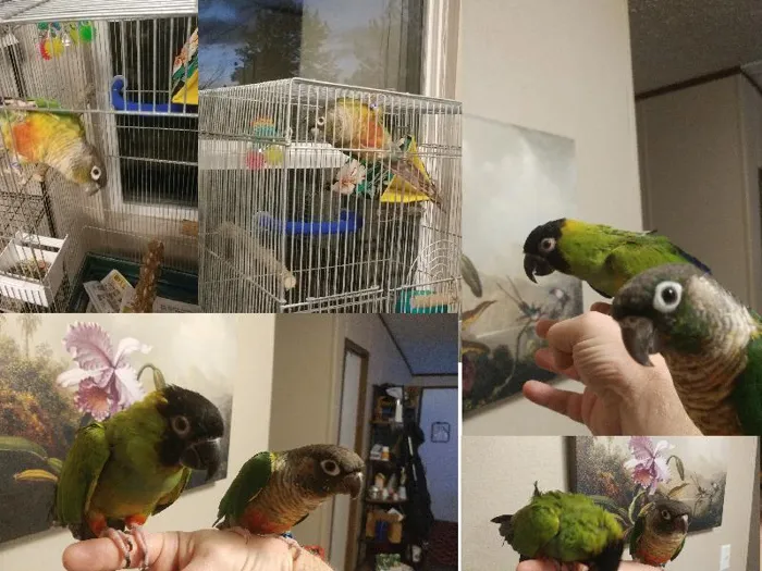 Unknown Conure bird for sale at Pinogy Store.