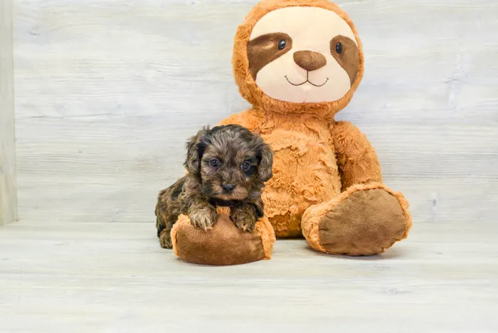Female Cavapoo puppy for sale at Pinogy Store.