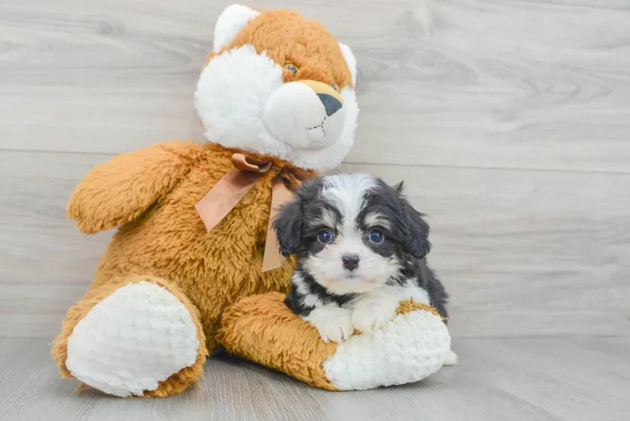 Male Cavachon puppy for sale at Pinogy Store.