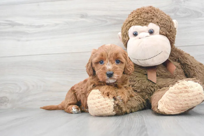 Female Mini Goldendoodle puppy for sale at Pinogy Store.
