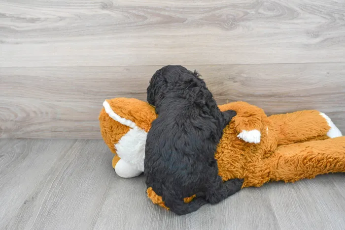 Male Cockapoo puppy for sale at Pinogy Store.