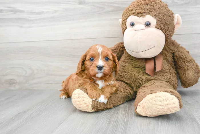Male Cavapoo puppy for sale at Pinogy Store.