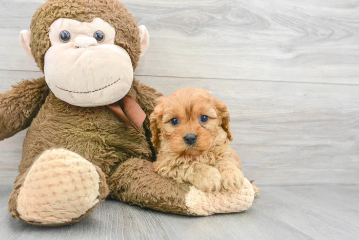 Female Cavapoo puppy for sale at Pinogy Store.