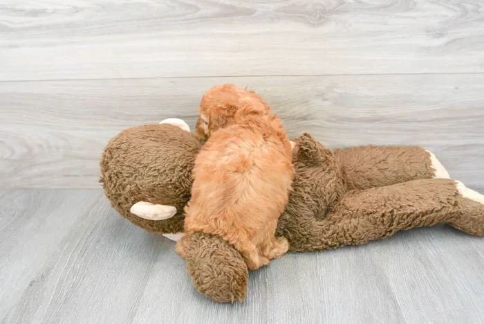 Male Cavapoo puppy for sale at Pinogy Store.