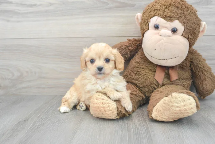 Male Cavachon puppy for sale at Pinogy Store.