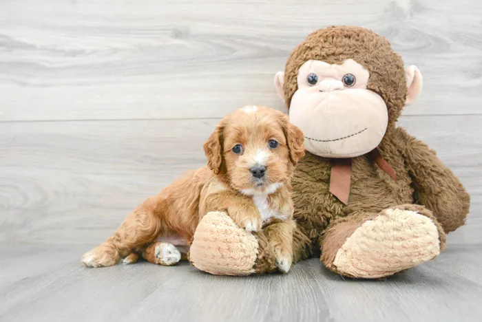 Female Cockapoo puppy named Jillian for sale at Pinogy Store.