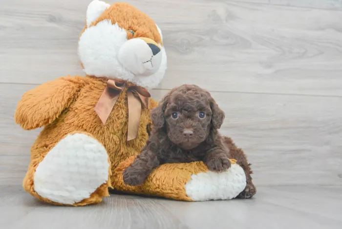 Female Mini Goldendoodle puppy for sale at Pinogy Store.
